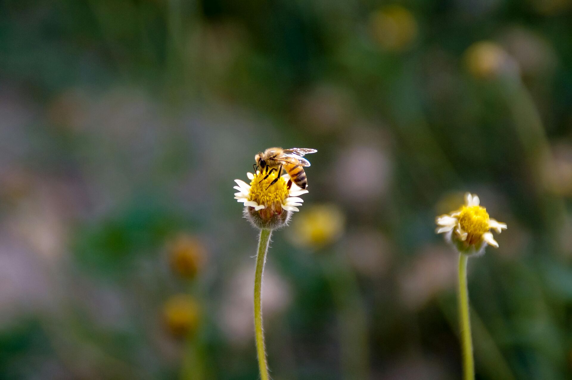 Immagine: Bando per la selezione di progetti green