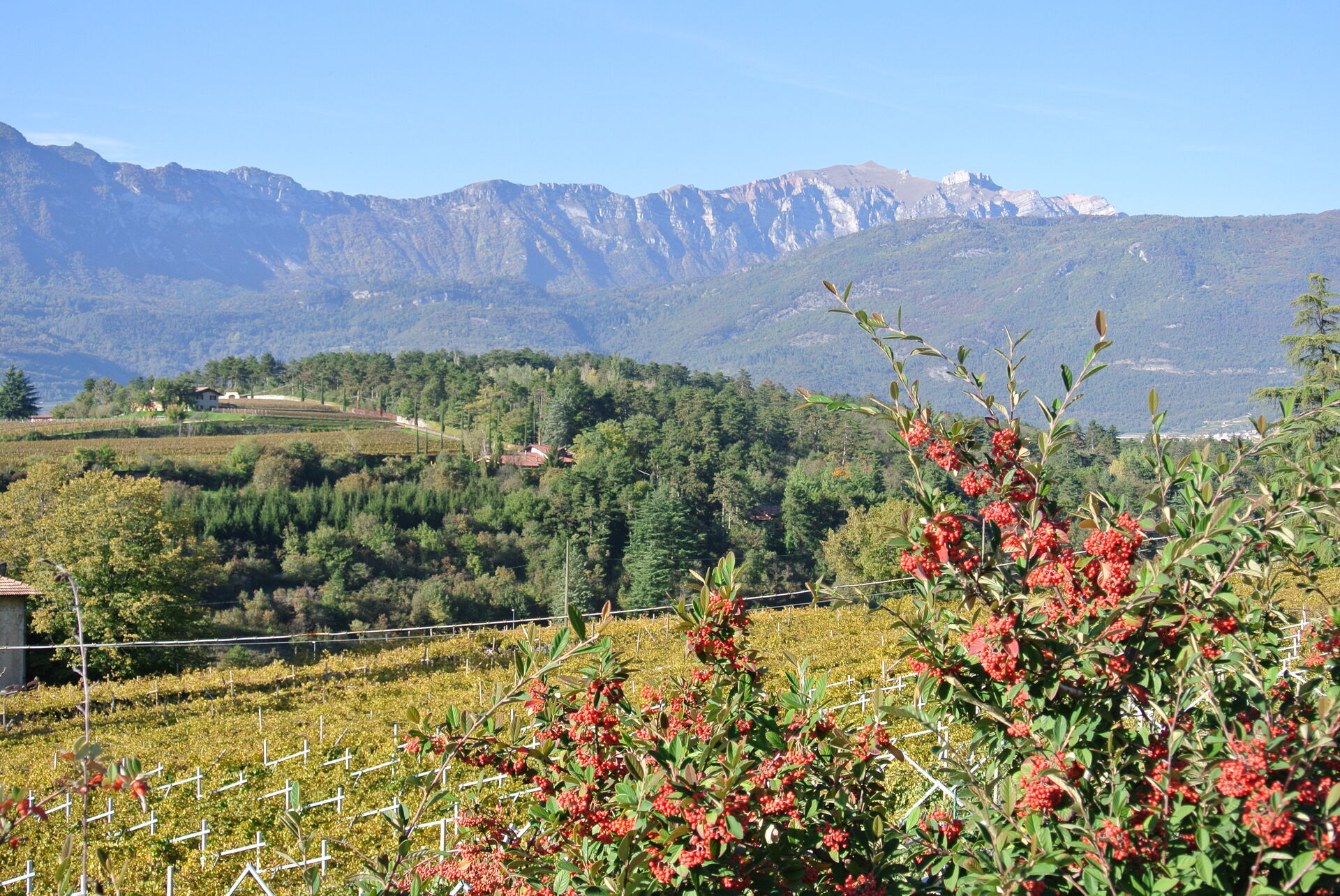 Immagine: DSC 1643 vallunga particolare